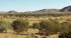 Amata near the Musgrave Ranges