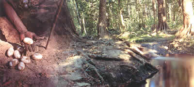 Digging Freshwater Crocodile Eggs