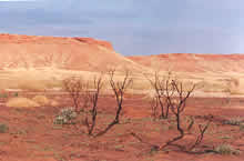Burnt scrub near Balgo