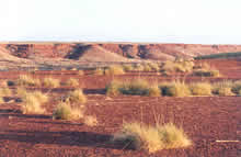 Spinifex and red pebbles