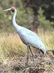 Brolga