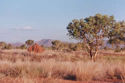 Country near Warmun