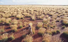 Spinifex country