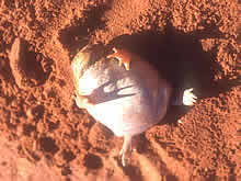Frog - bush tucker