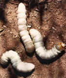 Witchetty grubs