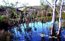 Elcho Island billabong