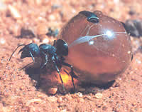 Honey Ant