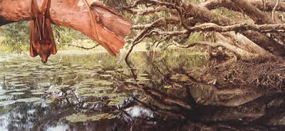 Flying fox and Paperbark Swamp