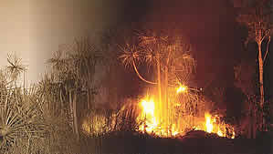 Fires burning in Pandanus