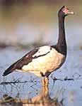 Magpie goose