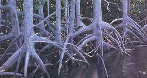 mangroves
