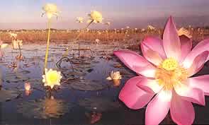Waterlilies on Top End billabong
