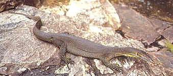 Mertens water monitor
