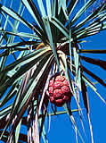 Pandanus and fruit