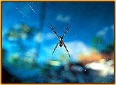 apider